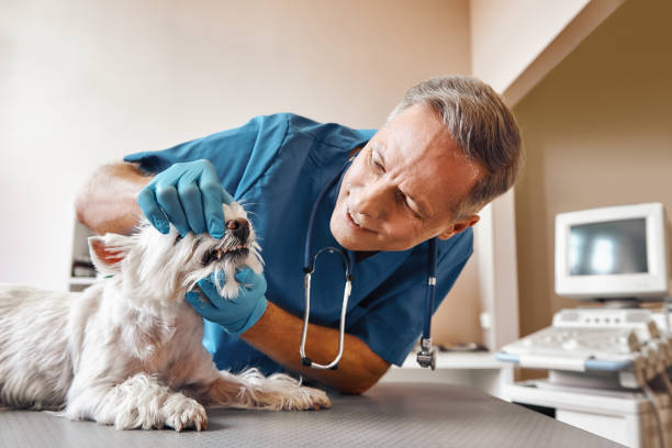 Best Emergency Denture Repair in Agua Fria, NM